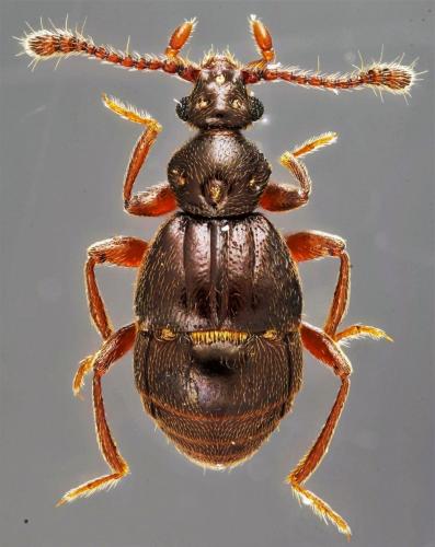 Réf. 281 708 : Brachygluta fossulata